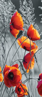 Poppies Deurposter Fotobehang 11746VET