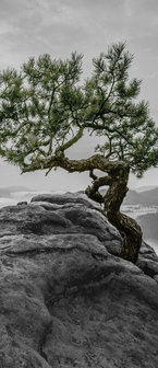 The tree on the rock Deurposter Fotobehang 11759VET