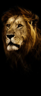 Lion Deurposter Fotobehang 11766VET