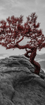 The tree on the rock Deurposter Fotobehang 11771VET