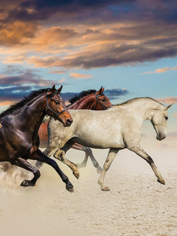 Galloping Mustangs Fotobehang 20305VEA