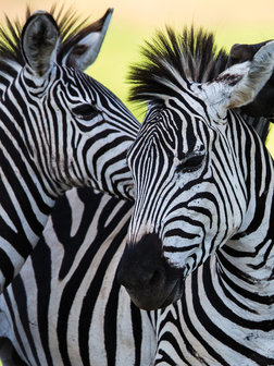 Three Cheerful Zebras Fotobehang 20313VEA