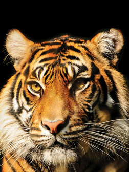 Majestic Tiger Fotobehang 20310VEA