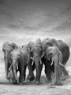 Elephants Fotobehang 11578VEA