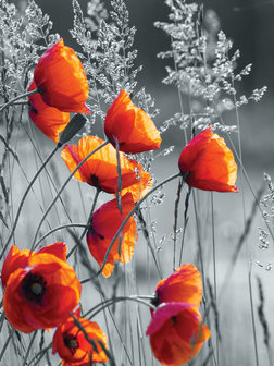 Poppies Fotobehang 11746VEA