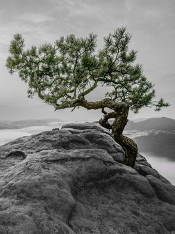 The tree on the rock Fotobehang 11759VEA