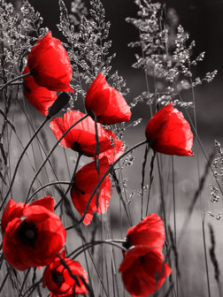 Poppies  Fotobehang 11763VEA