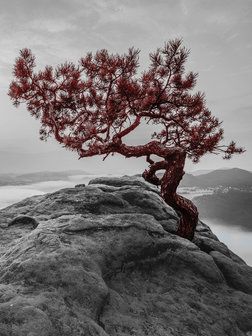 The tree on the rock Fotobehang 11771VEA