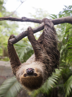 Sloth Fotobehang 11858VEA