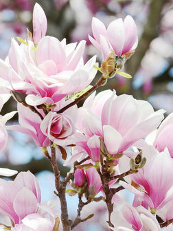 Spring Blooming Flowers Fotobehang 20001VEA