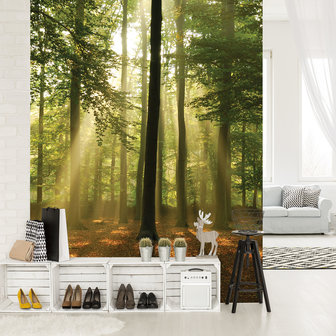 Forest in the Daylight Fotobehang 10331VEA