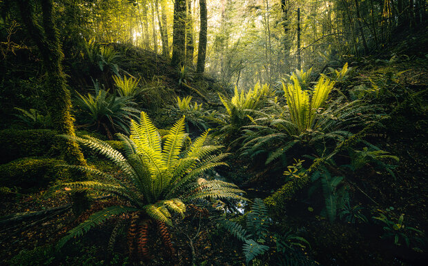 Komar Fjordland Woods SHX9-110