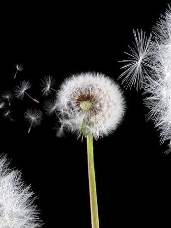 Dandelions Fotobehang 10165VEA