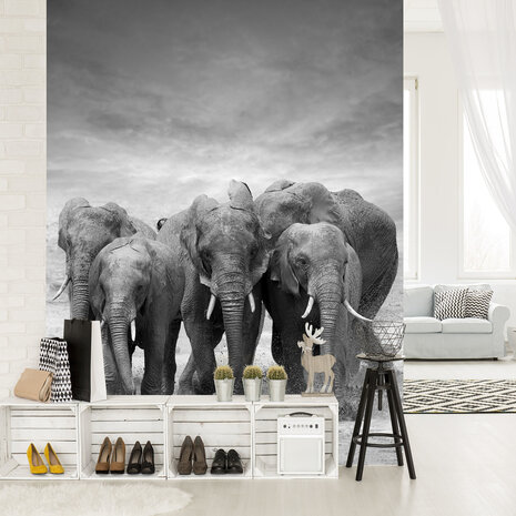 Elephants Fotobehang 11578VEA