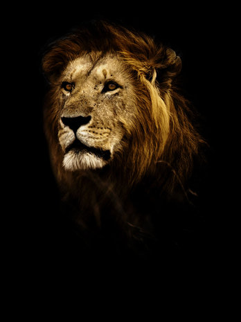 Lion Fotobehang 11766VEA