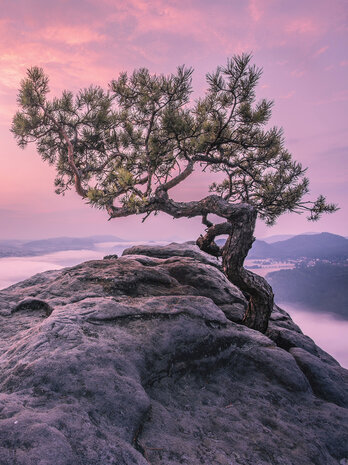 The tree on the rock Fotobehang 11749VEA