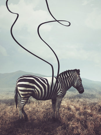 Zebra Fotobehang 11754VEA