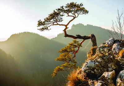 Hedendaags Bos Bomen Bergen Fotobehang 10511P8 - Fotobehangkoopjes.nl WP-11